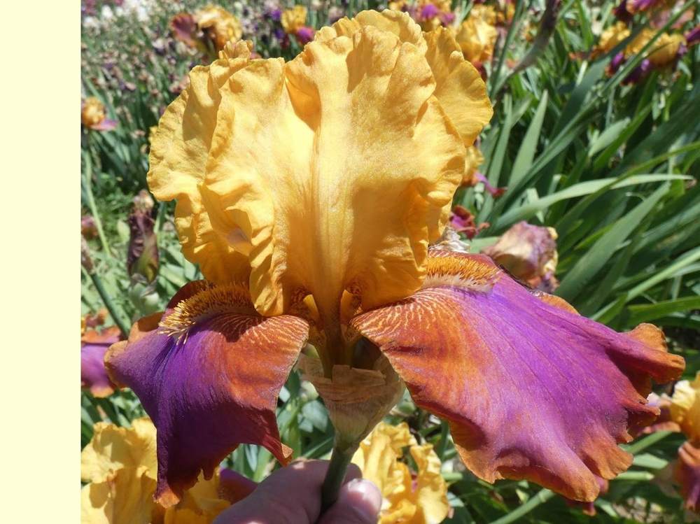 iridaceae iris barbu cv. 'hi calypso'