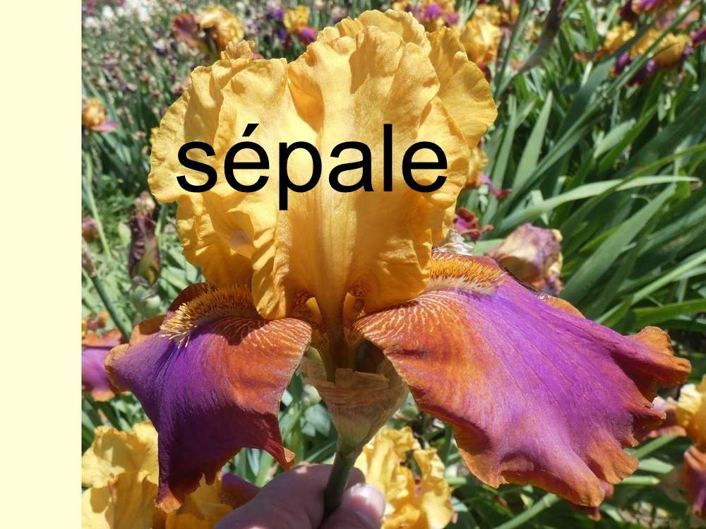 sépale de iridaceae iris barbu cv. 'hi calypso'