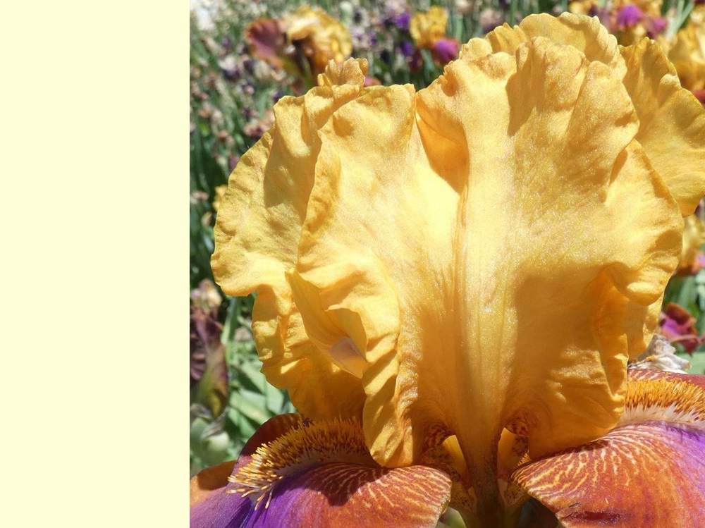 pétale de iridaceae iris barbu cv. 'hi calypso'