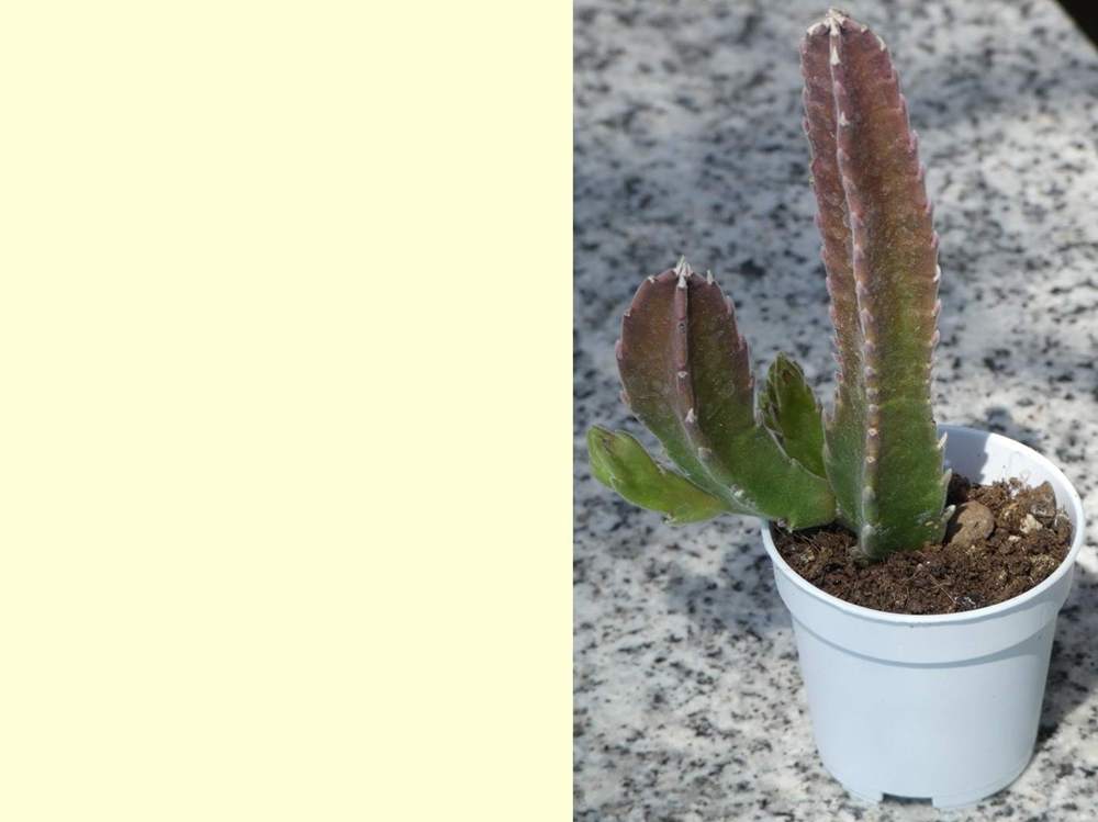 apocynaceae stapelia hirsuta