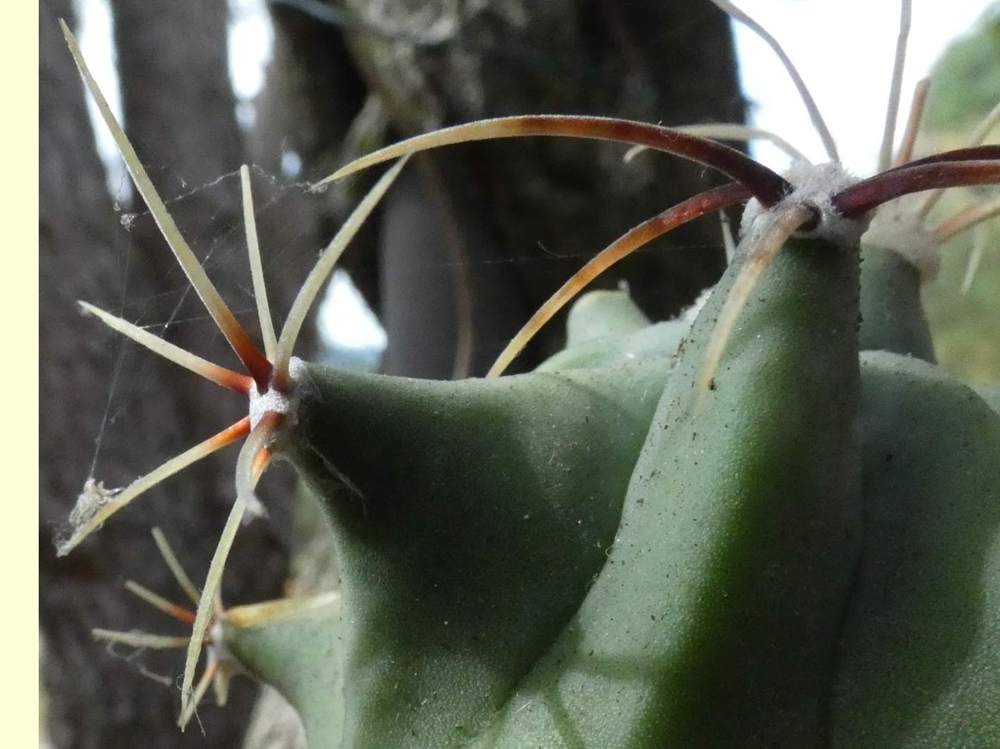 aréole-aiguillon de cactaceae ferocactus histrix