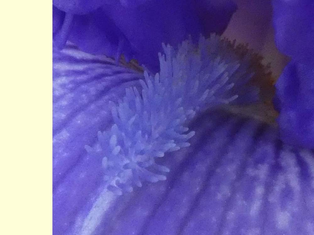 barbe de iridaceae iris barbu cv. 'honky tonk blues'