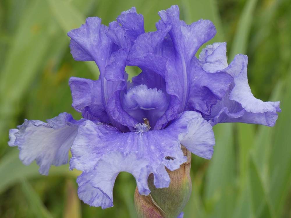 iridaceae iris barbu cv. 'honky tonk blues'