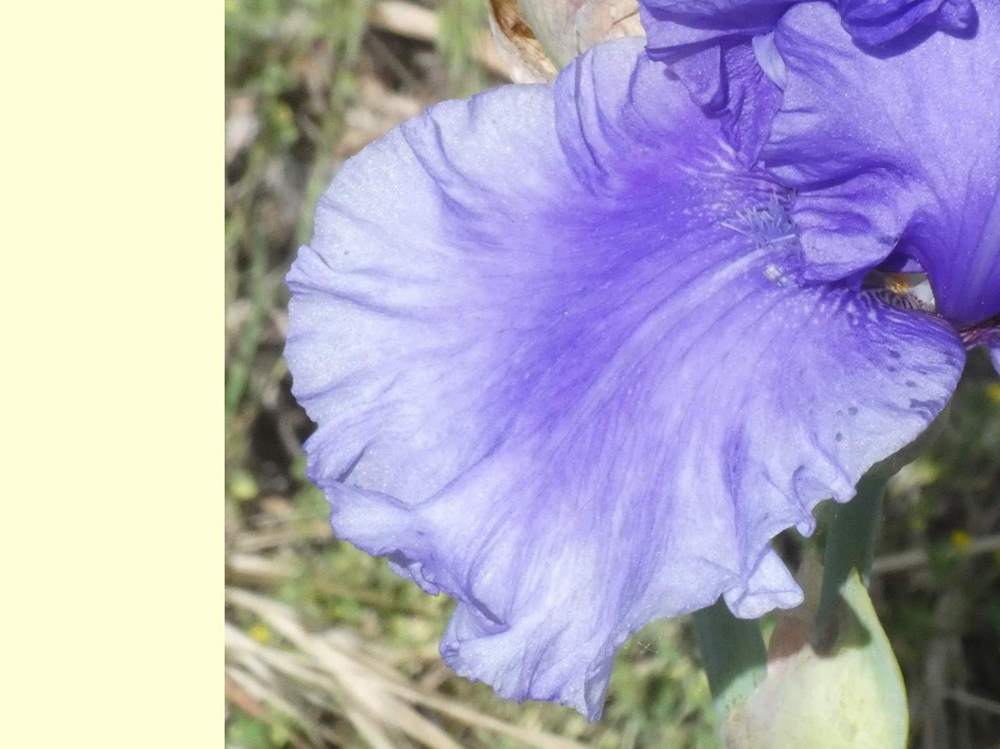 sépale de iridaceae iris barbu cv. 'honky tonk blues'
