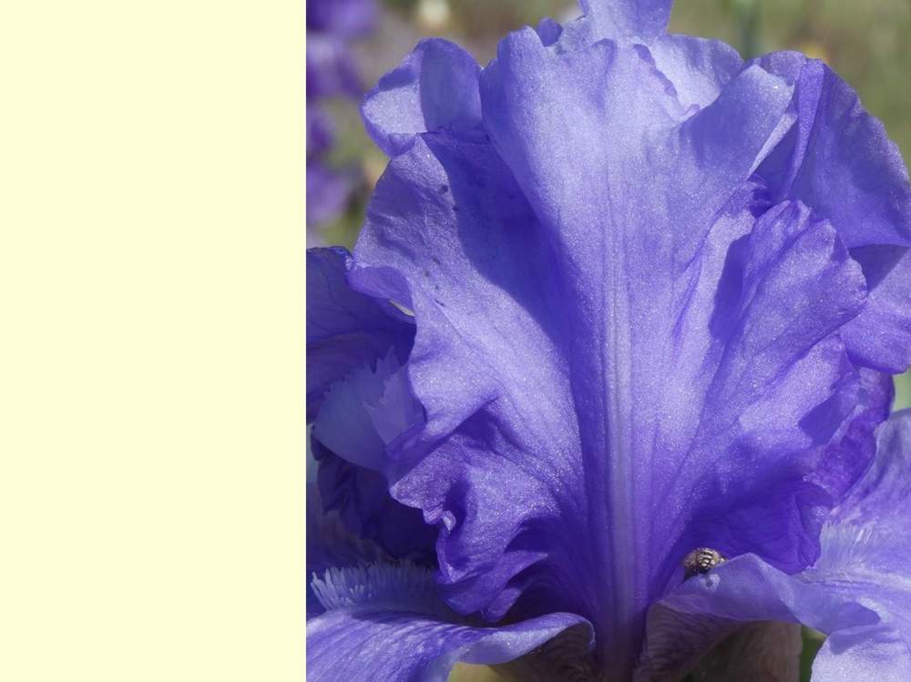 pétale de iridaceae iris barbu cv. 'honky tonk blues'
