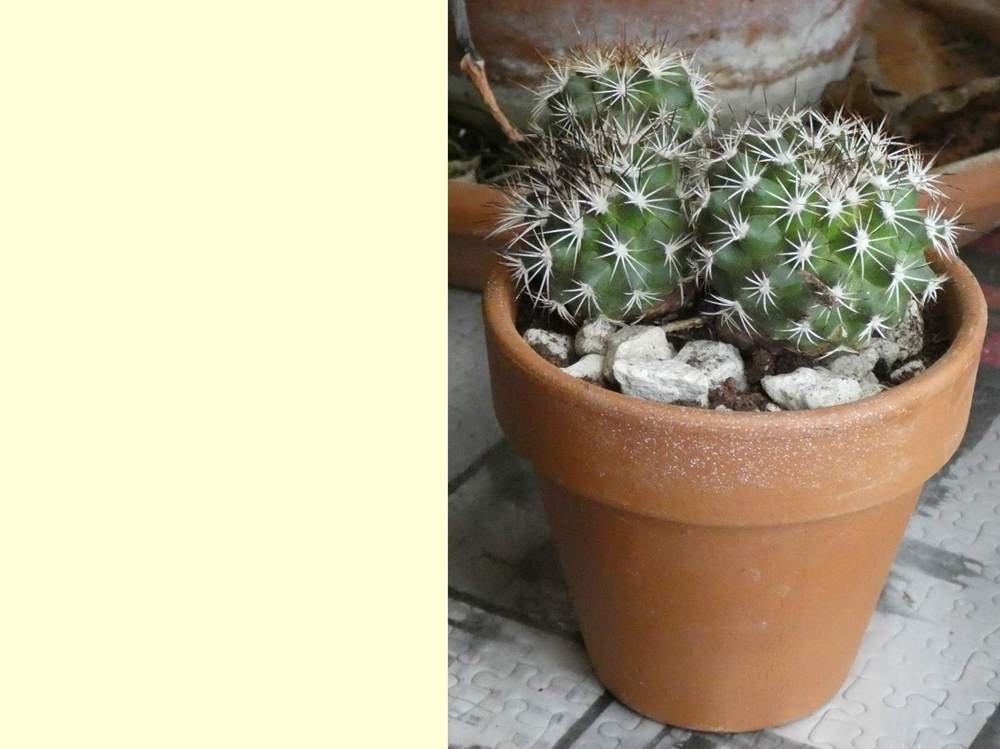 Cactaceae turbinicarpus horripilus