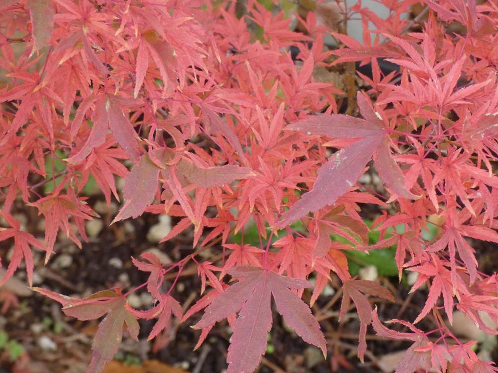 automne de aceraceae acer palmatum cv. 'hoshi kuzu'     