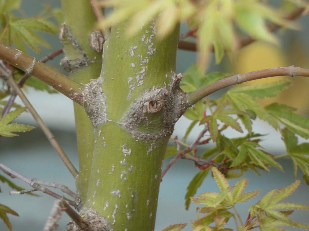 écorce de aceraceae acer palmatum cv. 'hoshi kuzu'     