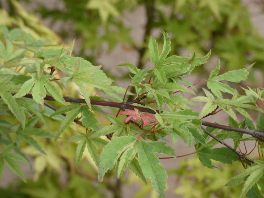 printemps de aceraceae acer palmatum cv. 'hoshi kuzu'     