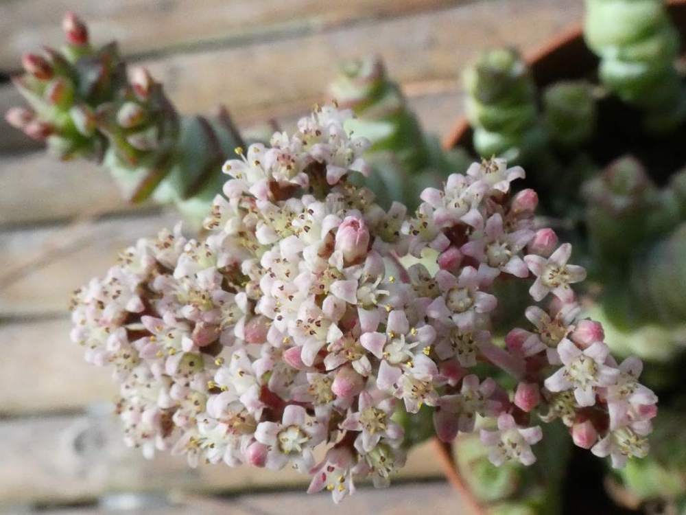 fleur de crassulaceae crassula marnieriana cv. 'hottentot'