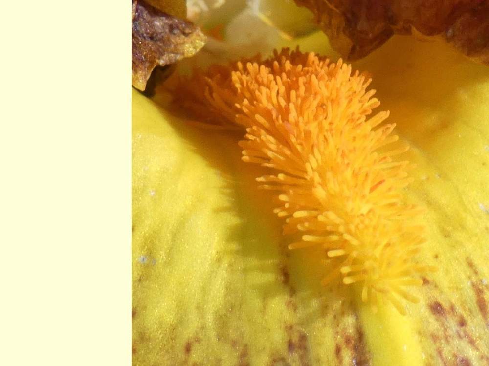 barbe de iridaceae iris barbu cv. 'hot topic'