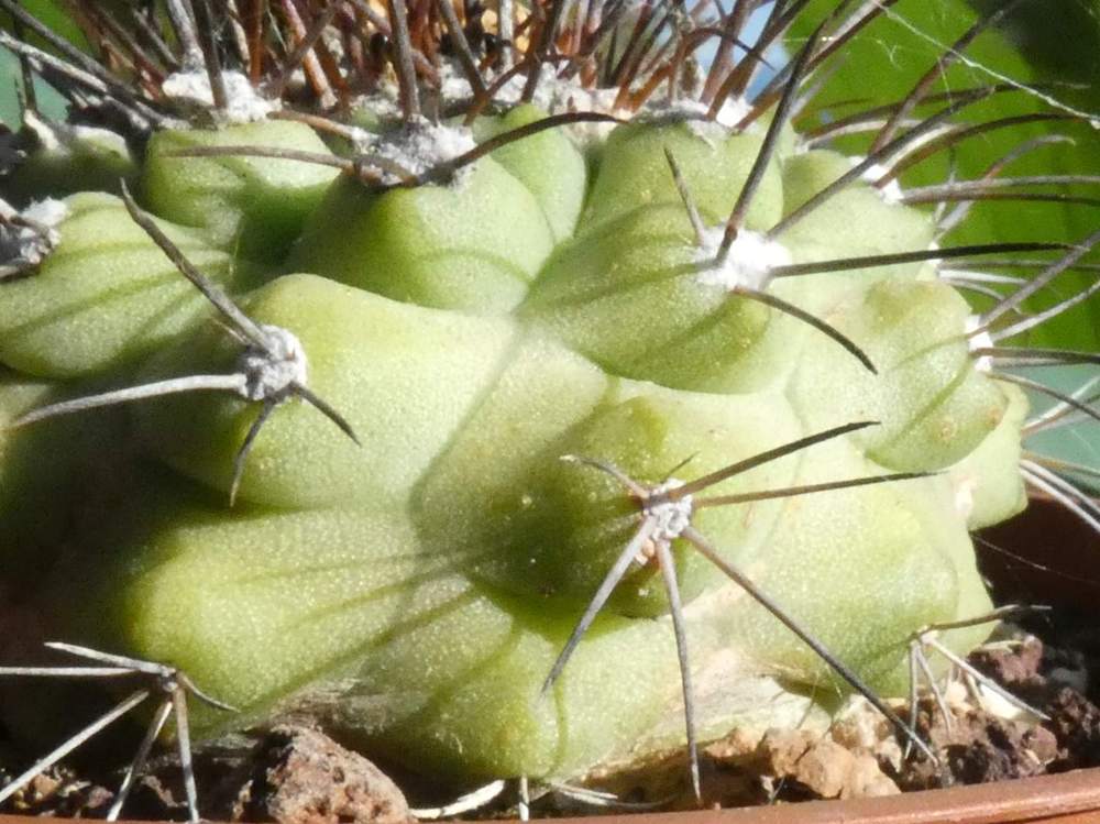 aréole-aiguillon de cactaceae copiapoa humilis