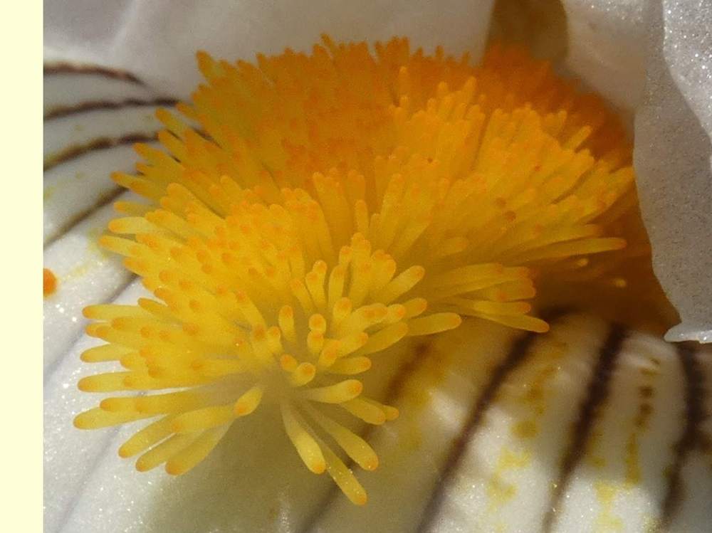 barbe de iridaceae iris barbu cv. 'i'm a hussy'