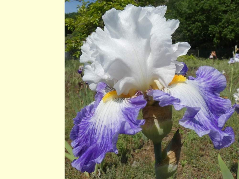 iridaceae iris barbu cv. 'i'm a hussy'