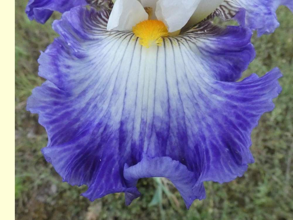 sépale de iridaceae iris barbu cv. 'i'm a hussy'