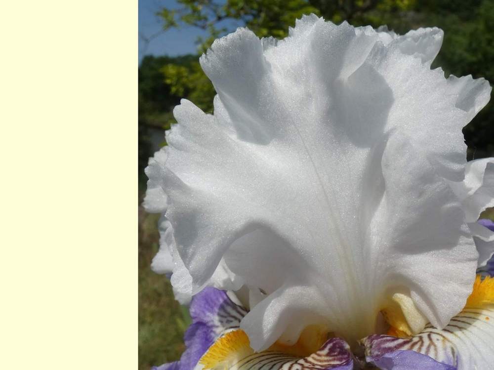 pétale de iridaceae iris barbu cv. 'i'm a hussy'