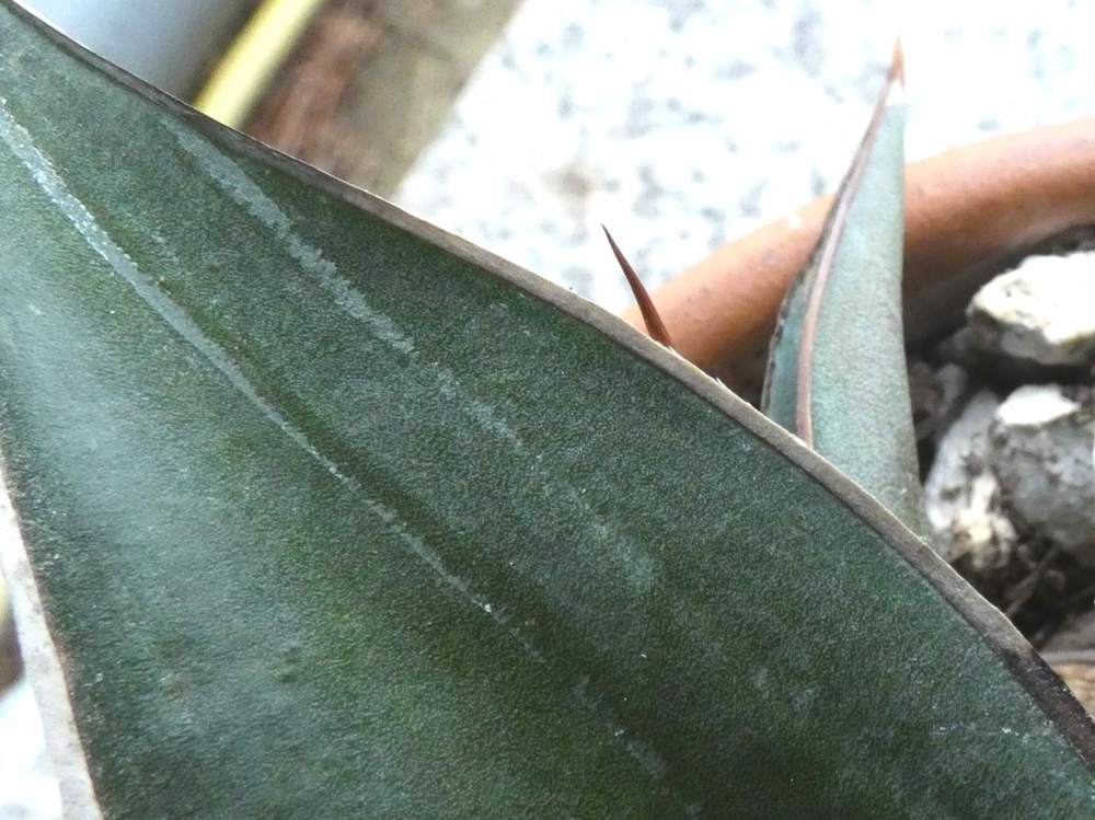 marge de agavaceae agave impressa cv. 'impressive'