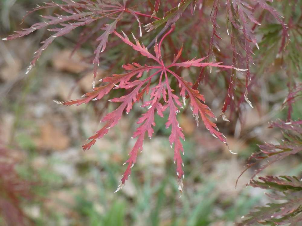automne de aceraceae acer palmatum ssp. matsumurae gr. dissectum cv. 'inaba shidare'