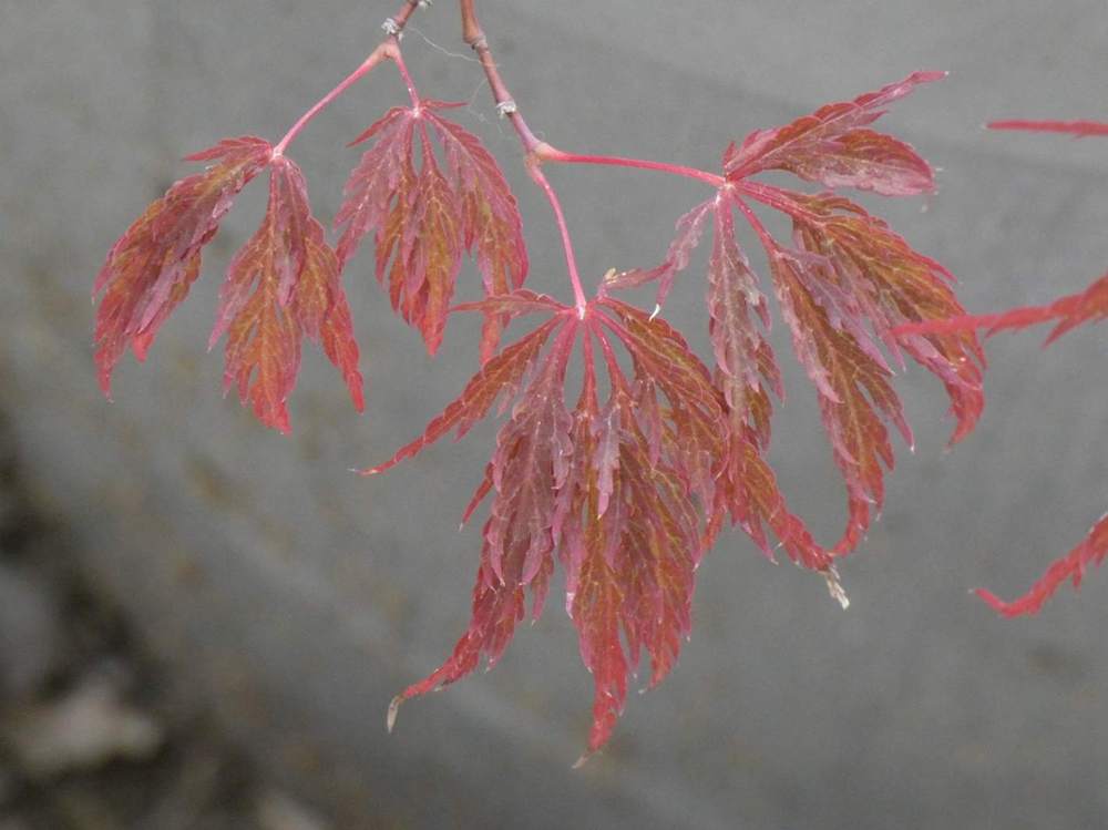 été de aceraceae acer palmatum ssp. matsumurae gr. dissectum cv. 'inaba shidare'