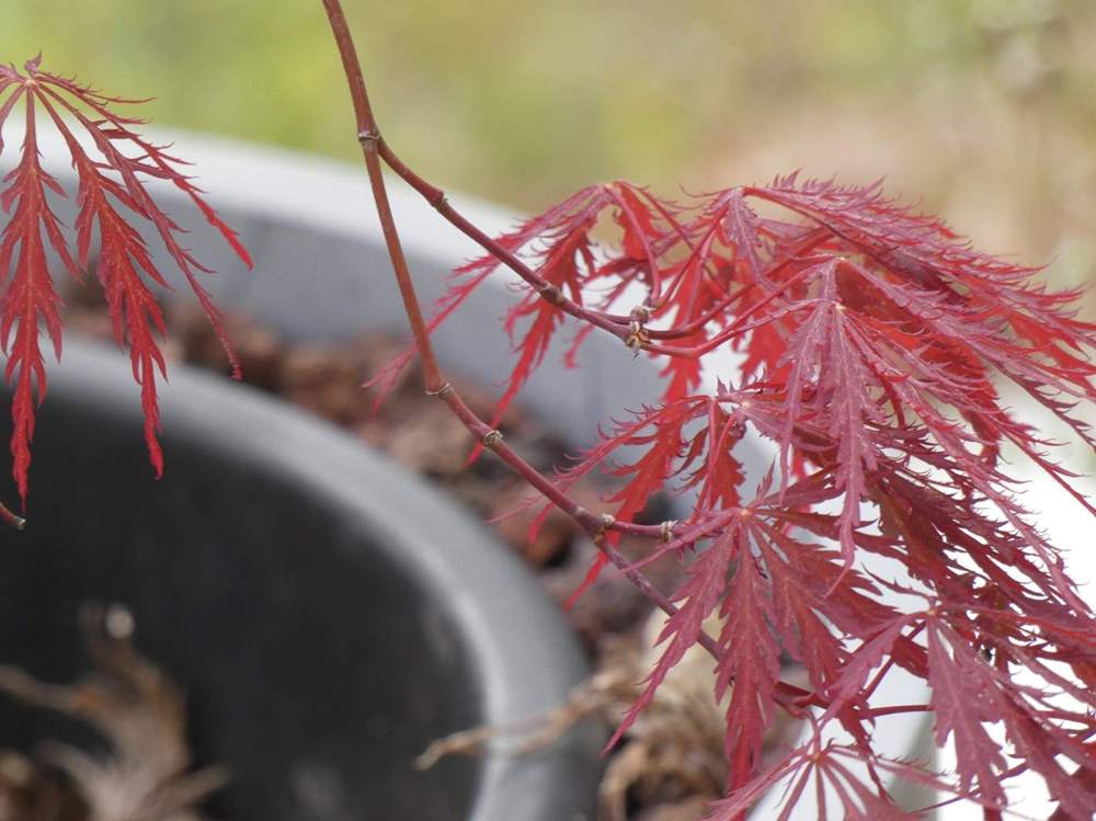 jeune bois de aceraceae acer palmatum ssp. matsumurae gr. dissectum cv. 'inaba shidare'