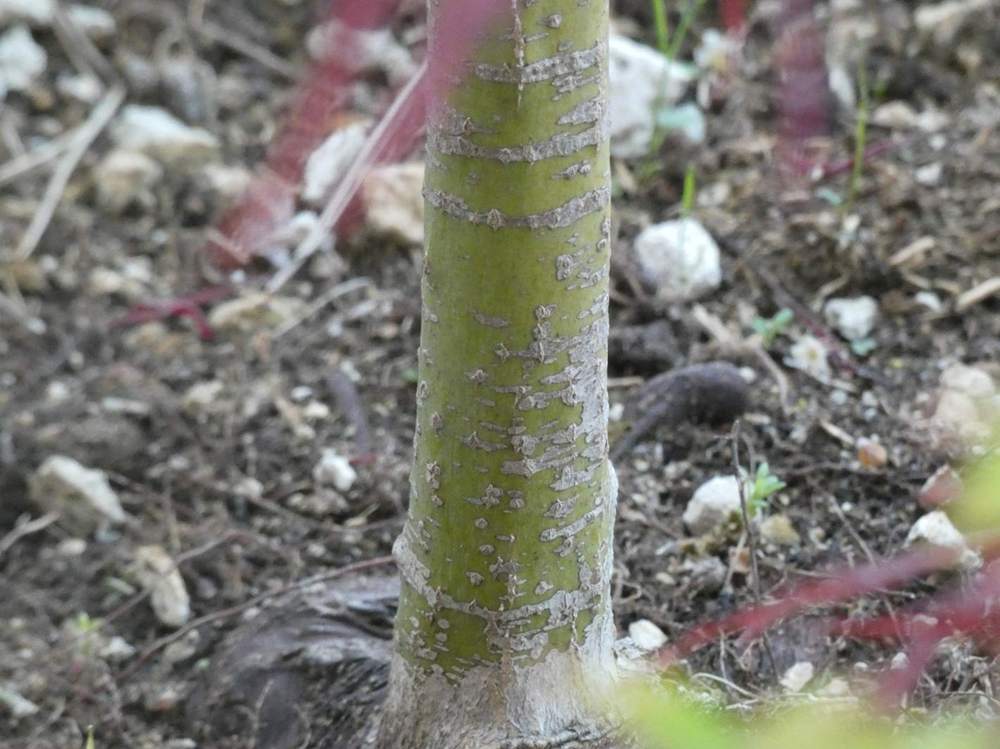 écorce de aceraceae acer palmatum ssp. matsumurae gr. dissectum cv. 'inaba shidare'