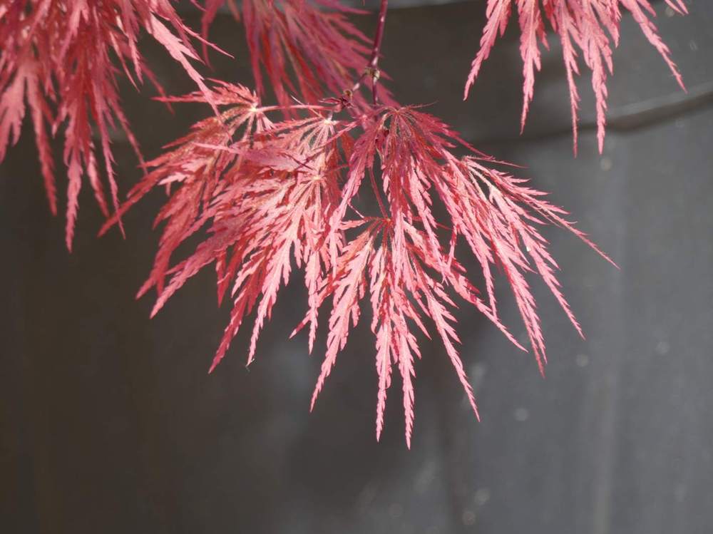 printemps de aceraceae acer palmatum ssp. matsumurae gr. dissectum cv. 'inaba shidare'
