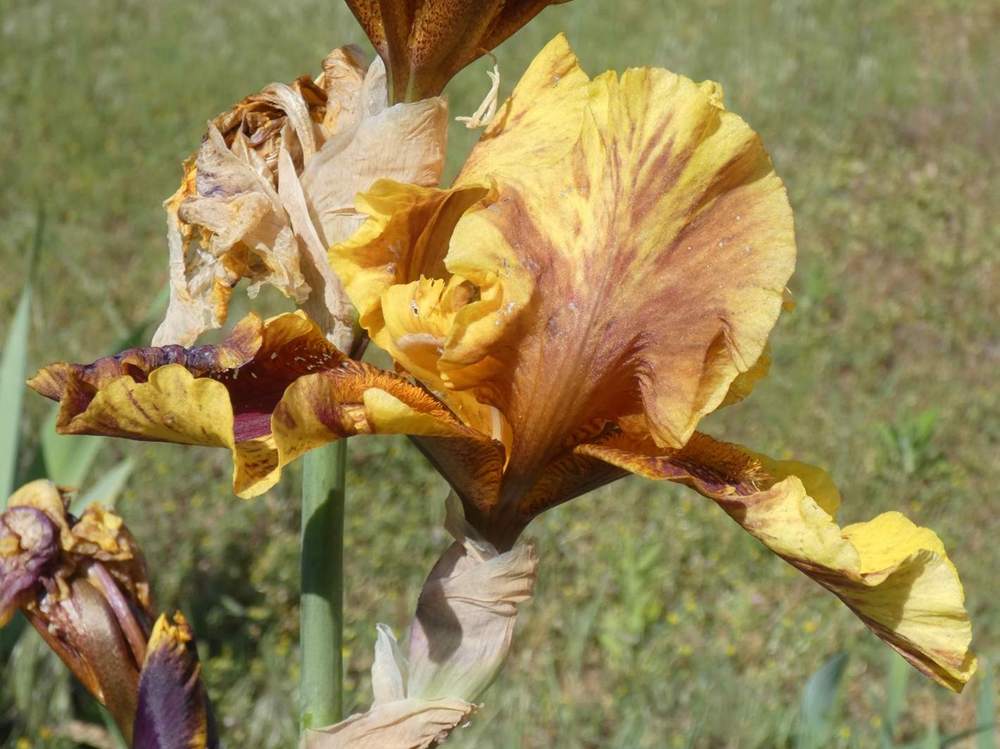 iridaceae iris barbu cv. 'infernal fire'
