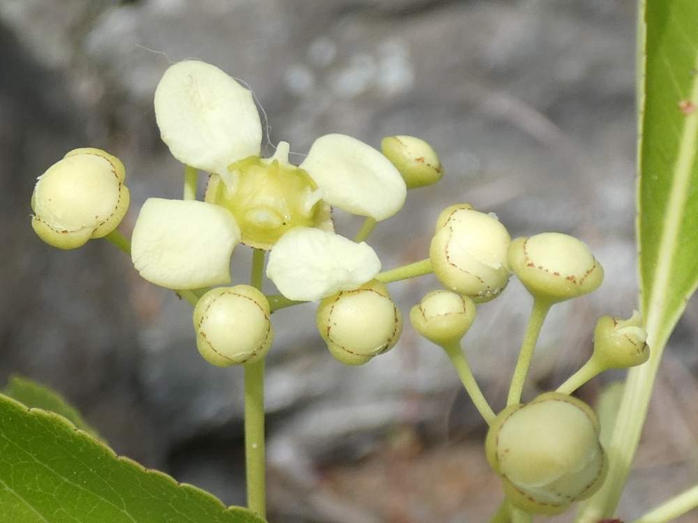 fleur de celastraceae euonymus japonicus