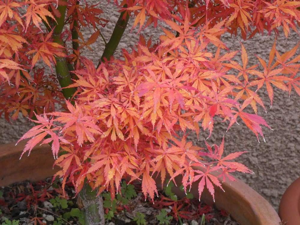 automne de aceraceae acer palmatum cv. 'jerre schwartz'