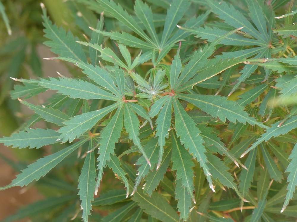 été de aceraceae acer palmatum cv. 'jerre schwartz'