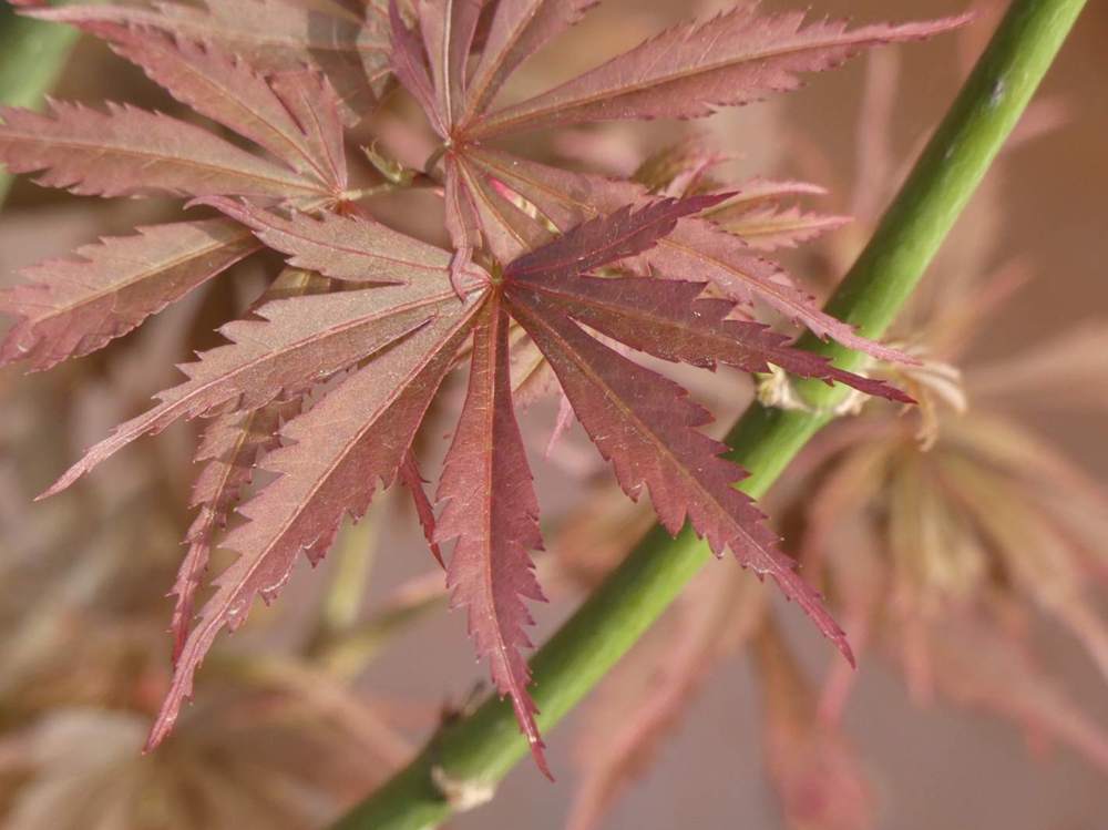 printemps de aceraceae acer palmatum cv. 'jerre schwartz'