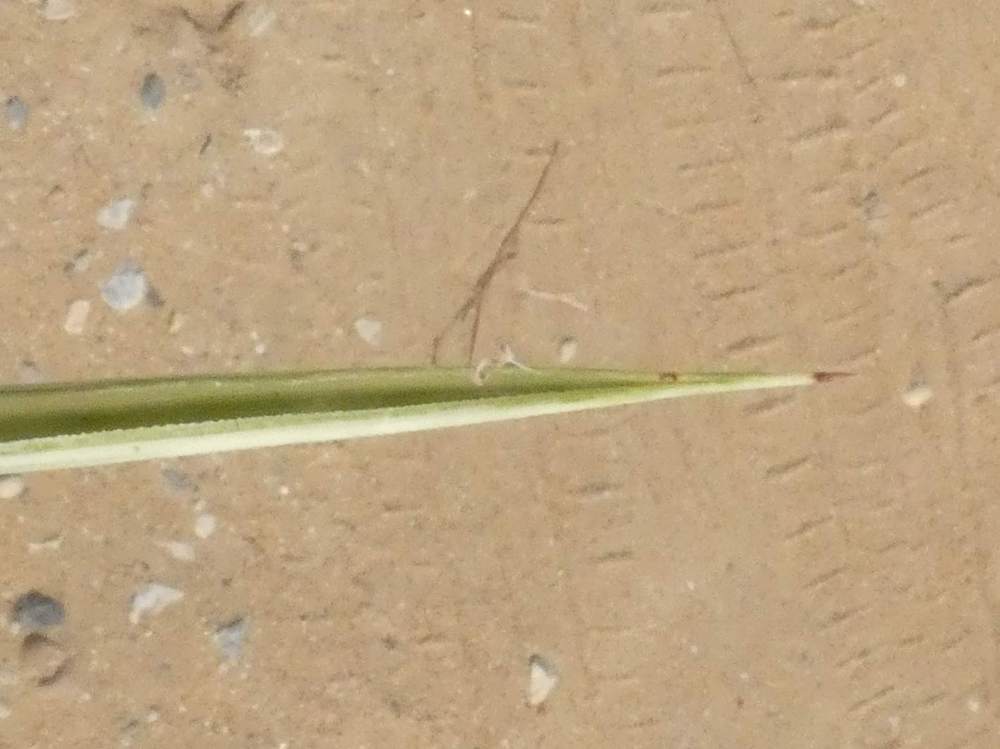 pointe de agavaceae yucca gigantea cv. 'jewel'