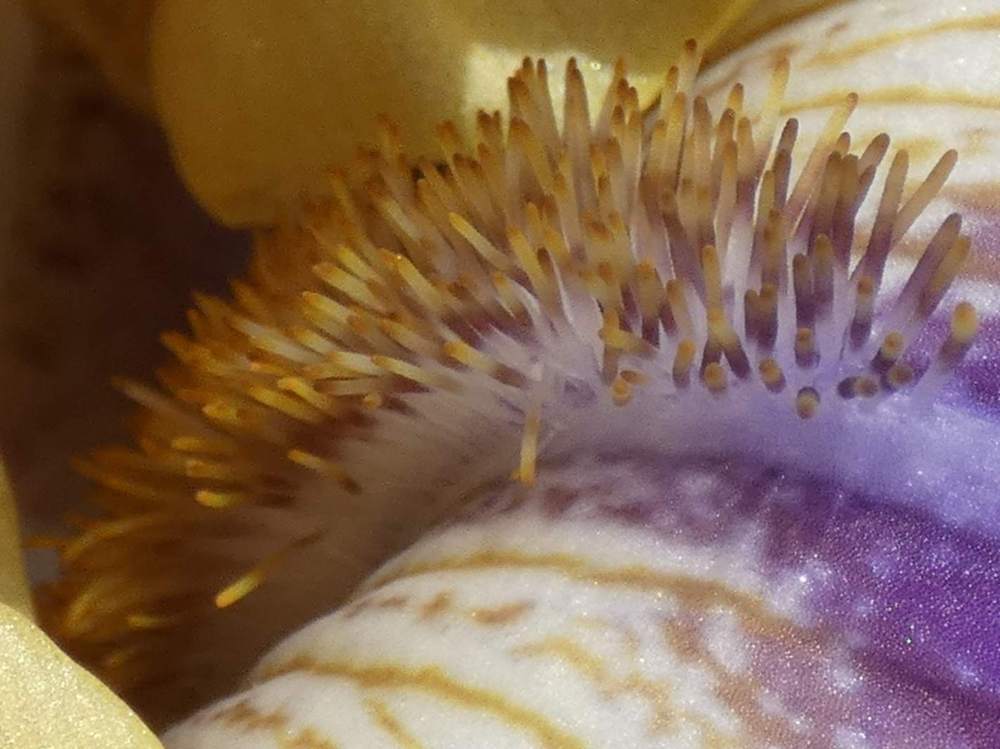 barbe de iridaceae iris barbu cv. 'jurassic park'