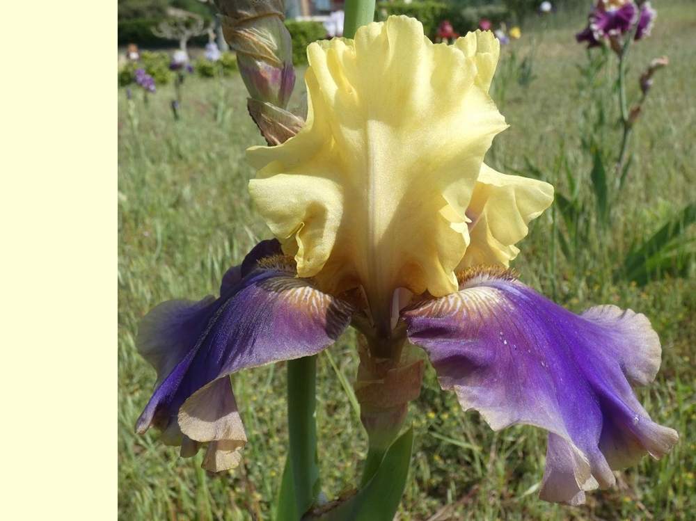 iridaceae iris barbu cv. 'jurassic park'