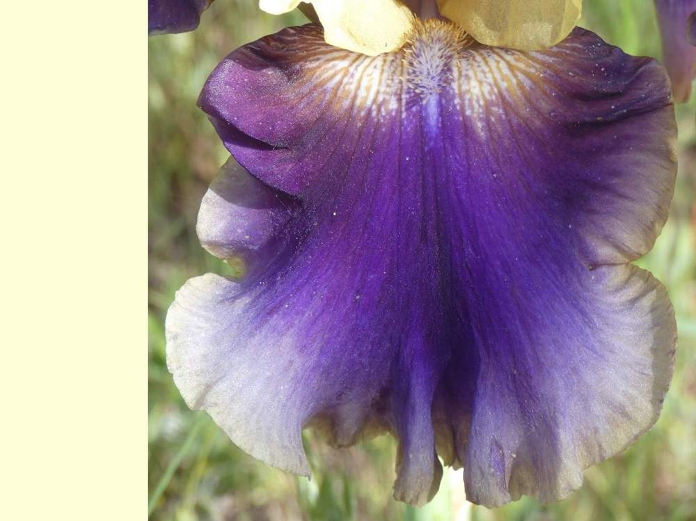 sépale de iridaceae iris barbu cv. 'jurassic park'