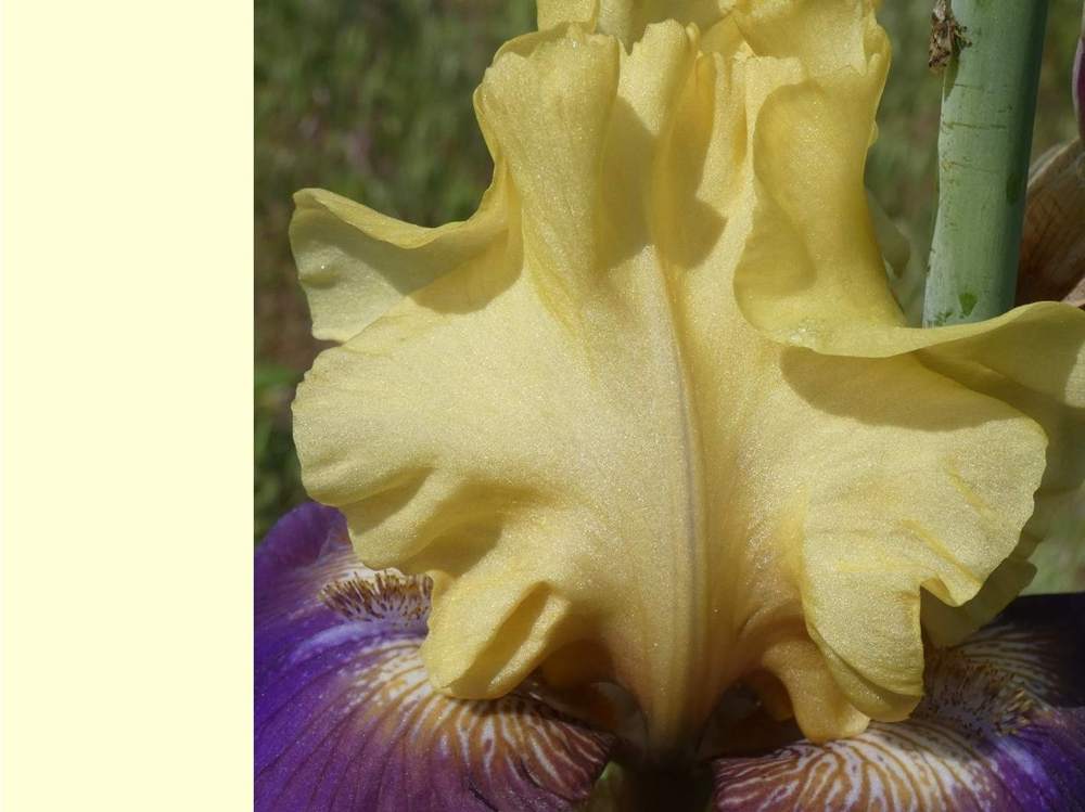 pétale de iridaceae iris barbu cv. 'jurassic park'