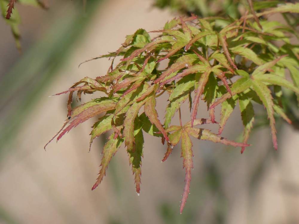 été de aceraceae acer palmatum cv. 'kamagata'