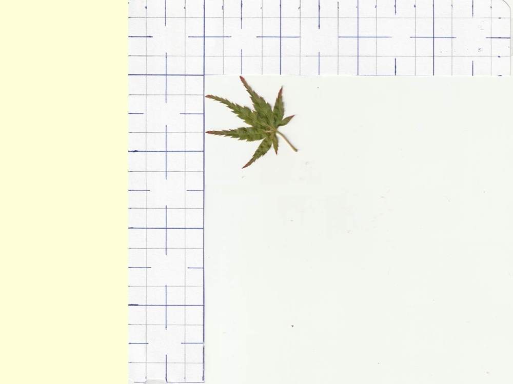 Aceraceae Acer palmatum cv. 'kamagata'