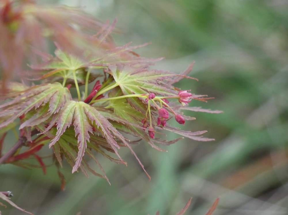 fleur de aceraceae acer palmatum cv. 'kamagata'