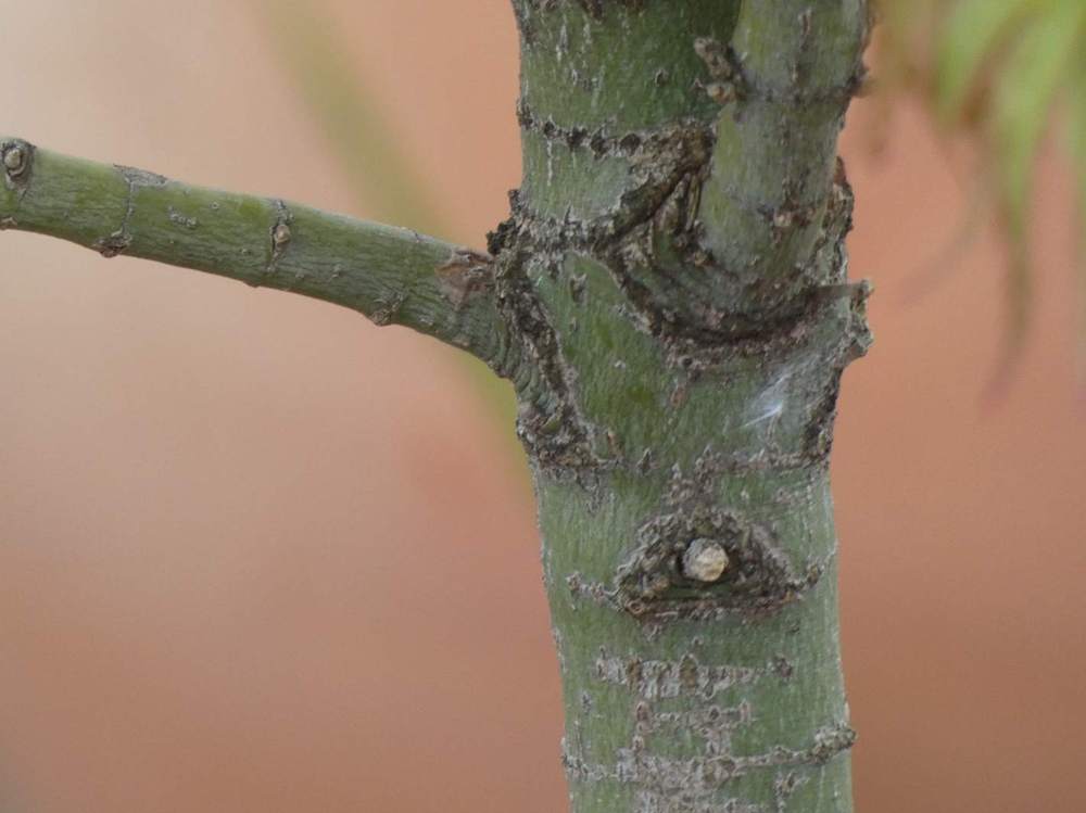 écorce de aceraceae acer palmatum cv. 'kamagata'