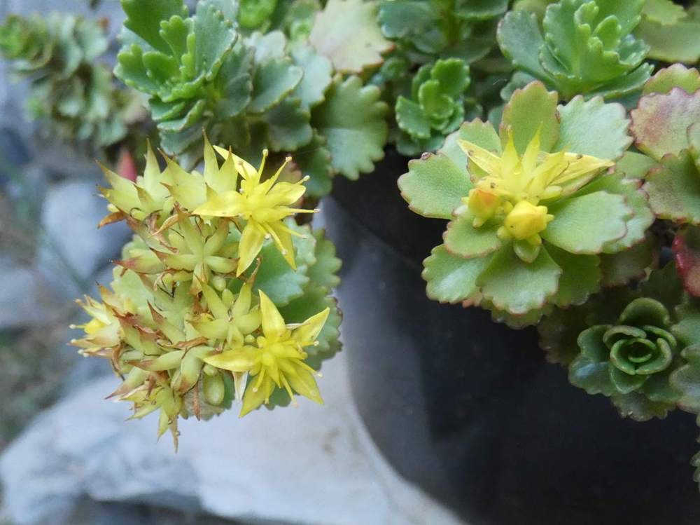 fleur de crassulaceae sedum kamtschaticum