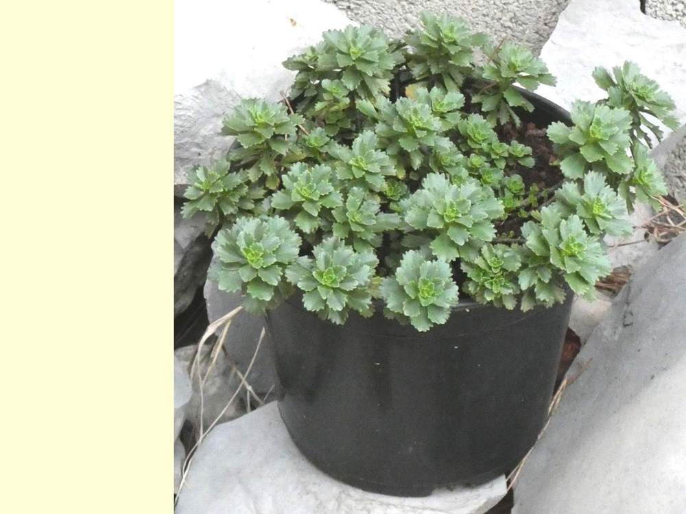 crassulaceae sedum kamtschaticum