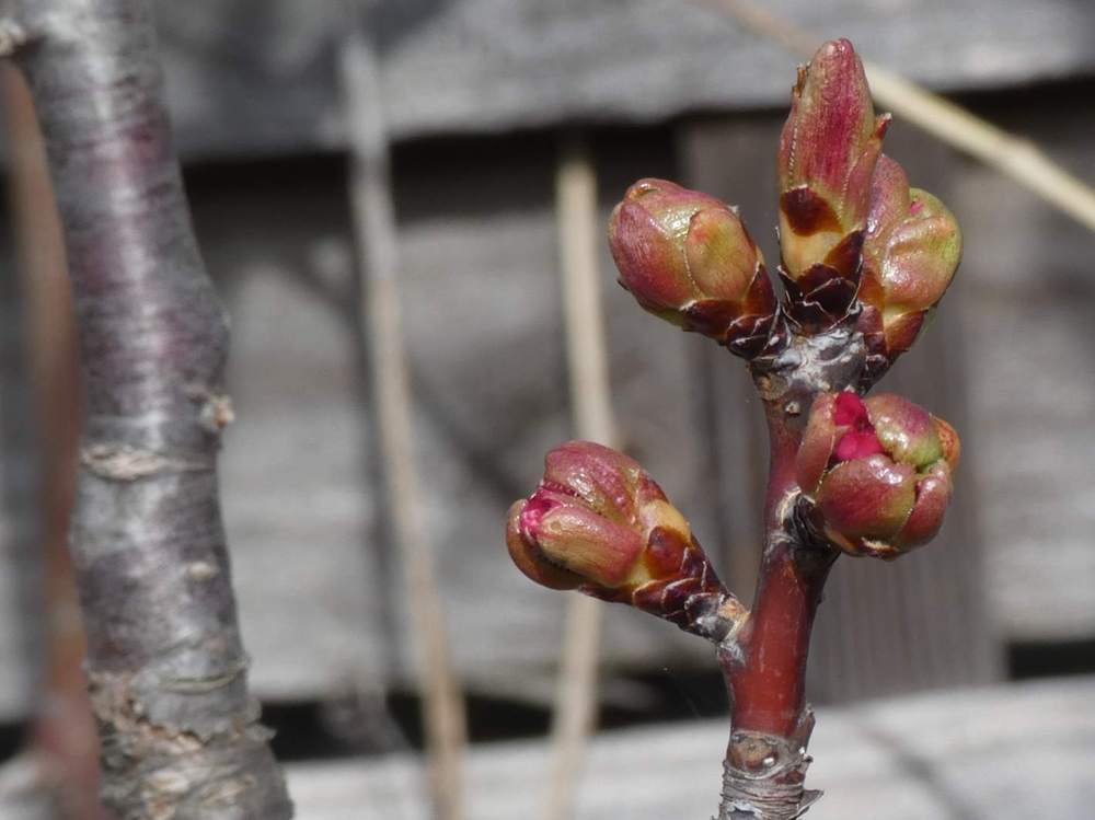 bourgeon de rosaceae prunus serrulata cv. 'kanzan'