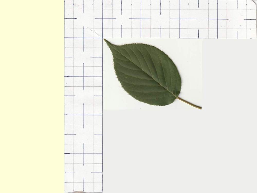 rosaceae prunus serrulata