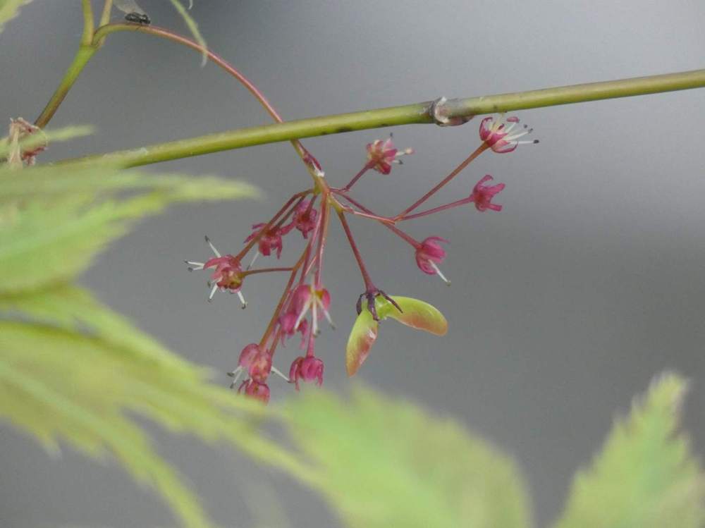 samare de aceraceae acer palmatum ssp. matsumurae cv. 'ki hachijõ'