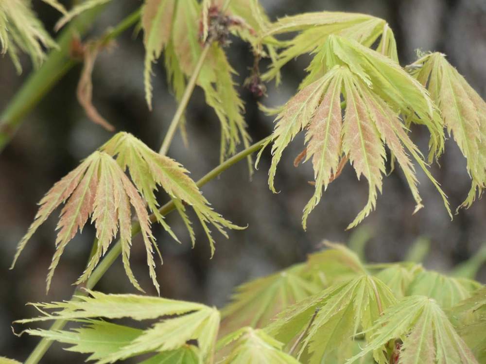 printemps de aceraceae acer palmatum ssp. matsumurae cv. 'ki hachijõ'