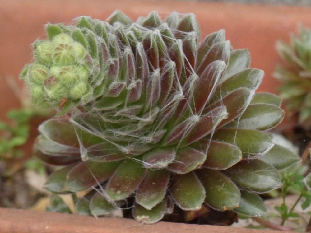 crassulaceae sempervivum arachnoideum cv. 'koko flanel'