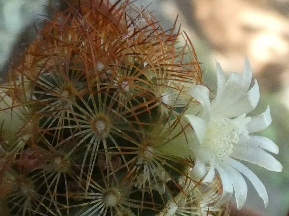 fleur de cactaceae mammillaria elongata cv. 'kopper king'