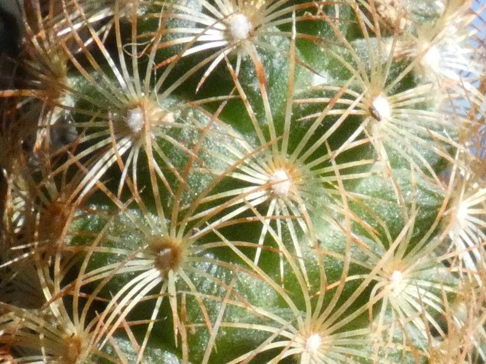 aréole-aiguillon de cactaceae mammillaria elongata cv. 'kopper king'