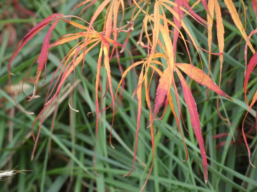 automne de aceraceae acer palmatum gr. linearilobum cv. 'koto no ito'